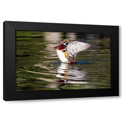 USA- Washington State- Sammamish. Yellow Lake with male drake wood duck flapping wings Black Modern Wood Framed Art Print by Gulin, Darrell