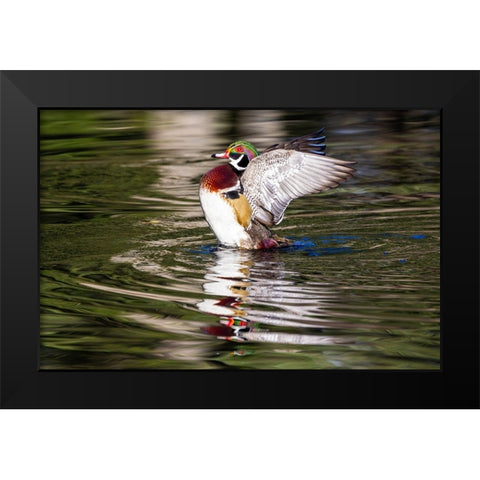 USA- Washington State- Sammamish. Yellow Lake with male drake wood duck flapping wings Black Modern Wood Framed Art Print by Gulin, Darrell