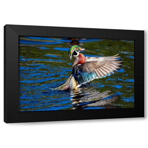 USA- Washington State- Sammamish. Yellow Lake with male drake wood duck flapping wings Black Modern Wood Framed Art Print with Double Matting by Gulin, Darrell