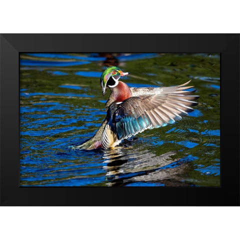 USA- Washington State- Sammamish. Yellow Lake with male drake wood duck flapping wings Black Modern Wood Framed Art Print by Gulin, Darrell
