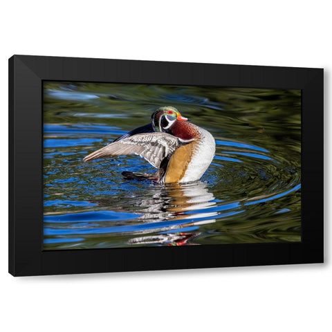 USA- Washington State- Sammamish. Yellow Lake with male drake wood duck flapping wings Black Modern Wood Framed Art Print with Double Matting by Gulin, Darrell