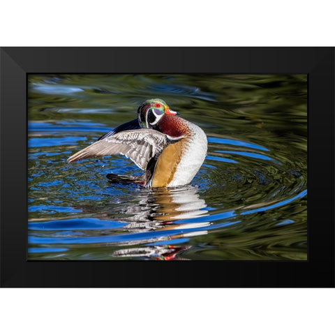 USA- Washington State- Sammamish. Yellow Lake with male drake wood duck flapping wings Black Modern Wood Framed Art Print by Gulin, Darrell