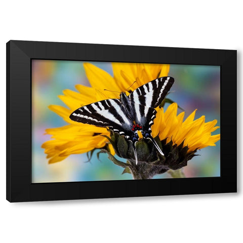 USA- Washington State- Sammamish. Zebra swallowtail butterfly on sunflower Black Modern Wood Framed Art Print with Double Matting by Gulin, Darrell