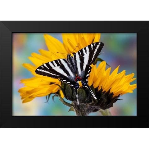USA- Washington State- Sammamish. Zebra swallowtail butterfly on sunflower Black Modern Wood Framed Art Print by Gulin, Darrell