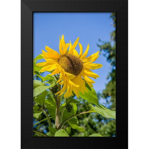 Bellevue-Washington State-USA Sunflower plant on a sunny day Black Modern Wood Framed Art Print by Horton, Janet
