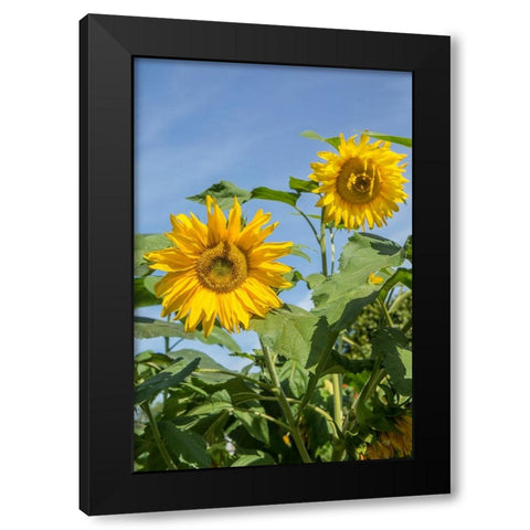 Issaquah-Washington State-USA Sunflower plants on a sunny day Black Modern Wood Framed Art Print with Double Matting by Horton, Janet