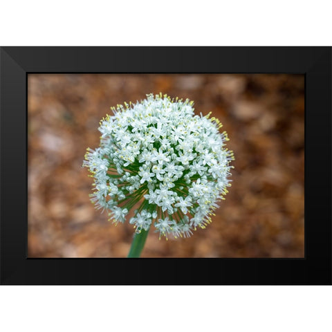 Issaquah- Washington State- USA. Onion plant bolting- or gone to seed. Black Modern Wood Framed Art Print by Horton, Janet