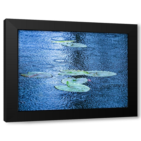 USA-Washington State-Pacific Northwest Sammamish trail Yellow Lake and lily pads in rain Black Modern Wood Framed Art Print with Double Matting by Gulin, Sylvia