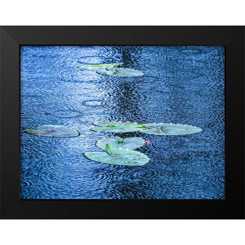 USA-Washington State-Pacific Northwest Sammamish trail Yellow Lake and lily pads in rain Black Modern Wood Framed Art Print by Gulin, Sylvia