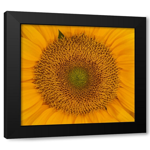 USA-Washington State-Pacific Northwest Sammamish Orange / yellow sunflower close up Black Modern Wood Framed Art Print by Gulin, Sylvia