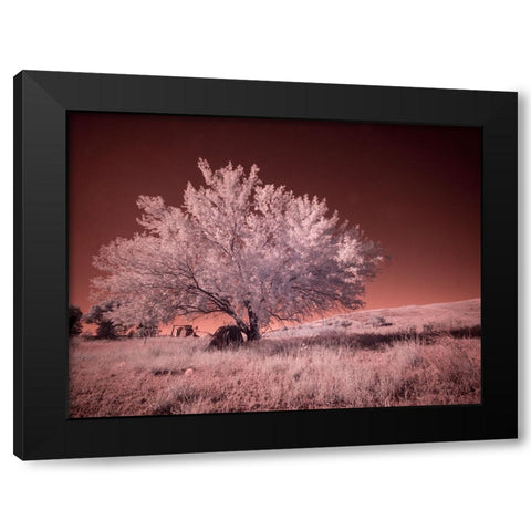 USA-Washington State-Palouse region-Lone tree in Field Black Modern Wood Framed Art Print by Eggers, Terry
