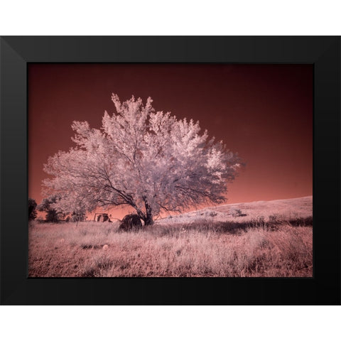 USA-Washington State-Palouse region-Lone tree in Field Black Modern Wood Framed Art Print by Eggers, Terry