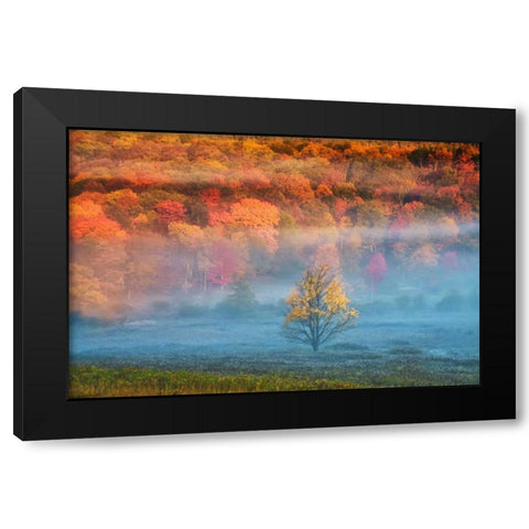 WV, Davis Mist and forest in autumn color Black Modern Wood Framed Art Print by OBrien, Jay