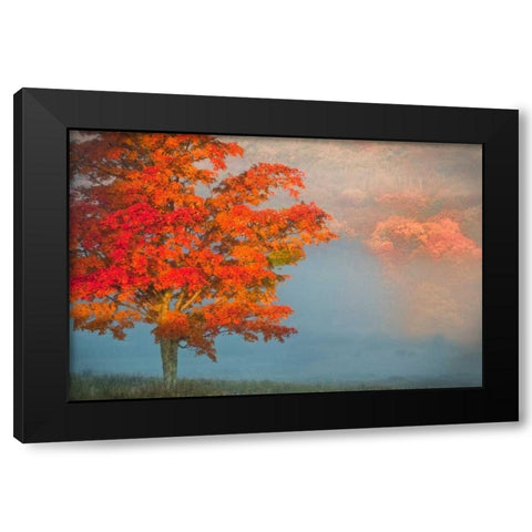 WV, Davis Mist and forest in autumn color Black Modern Wood Framed Art Print by OBrien, Jay
