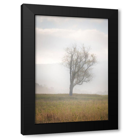 USA-West Virginia-Davis Lone tree in foggy field Black Modern Wood Framed Art Print by Jaynes Gallery