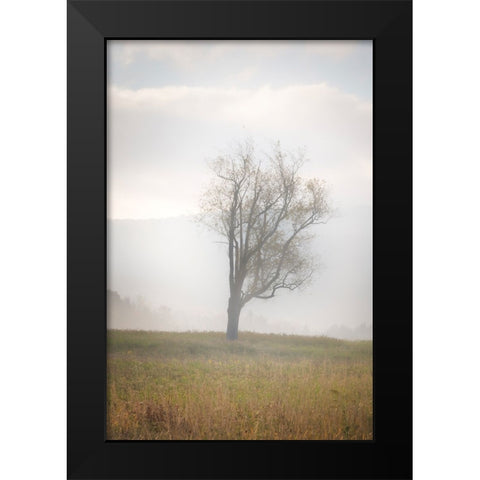 USA-West Virginia-Davis Lone tree in foggy field Black Modern Wood Framed Art Print by Jaynes Gallery