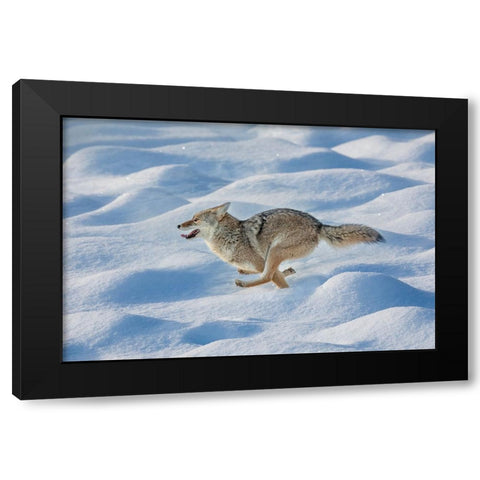 Coyote running through fresh snow-Yellowstone National Park-Wyoming Black Modern Wood Framed Art Print with Double Matting by Jones, Adam
