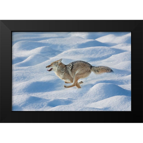 Coyote running through fresh snow-Yellowstone National Park-Wyoming Black Modern Wood Framed Art Print by Jones, Adam