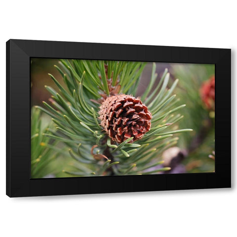 Lodgepole pine and pine cone-Yellowstone National Park-Wyoming Black Modern Wood Framed Art Print with Double Matting by Jones, Adam
