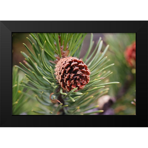 Lodgepole pine and pine cone-Yellowstone National Park-Wyoming Black Modern Wood Framed Art Print by Jones, Adam