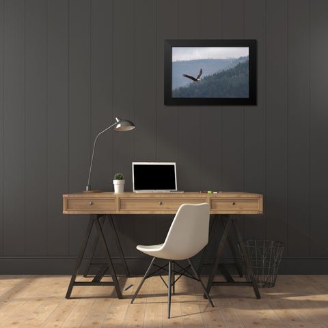 Bald eagle-flying-Yellowstone National Park-Wyoming Black Modern Wood Framed Art Print by Jones, Adam