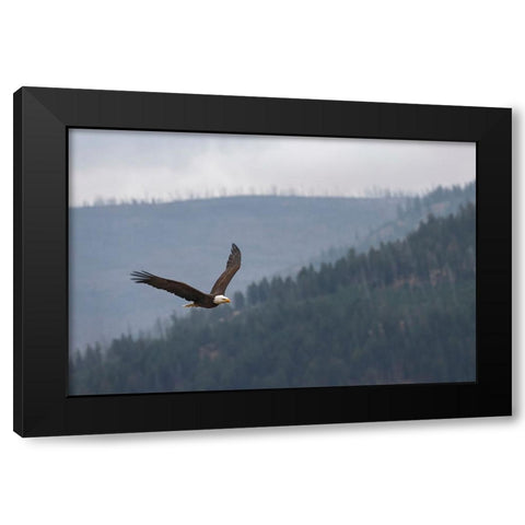 Bald eagle-flying-Yellowstone National Park-Wyoming Black Modern Wood Framed Art Print by Jones, Adam