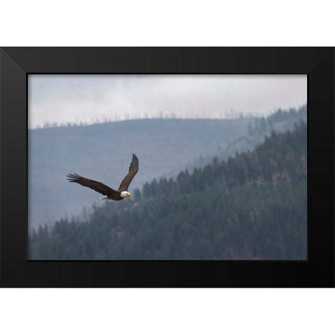 Bald eagle-flying-Yellowstone National Park-Wyoming Black Modern Wood Framed Art Print by Jones, Adam