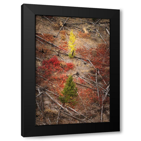 Red autumn Huckleberry vegetation and fallen trees-Yellowstone National Park-Wyoming Black Modern Wood Framed Art Print with Double Matting by Jones, Adam