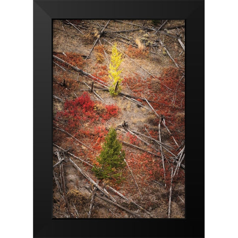Red autumn Huckleberry vegetation and fallen trees-Yellowstone National Park-Wyoming Black Modern Wood Framed Art Print by Jones, Adam