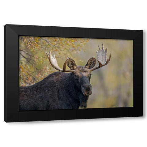 Bull moose-Grand Teton National Park-Wyoming Black Modern Wood Framed Art Print by Jones, Adam