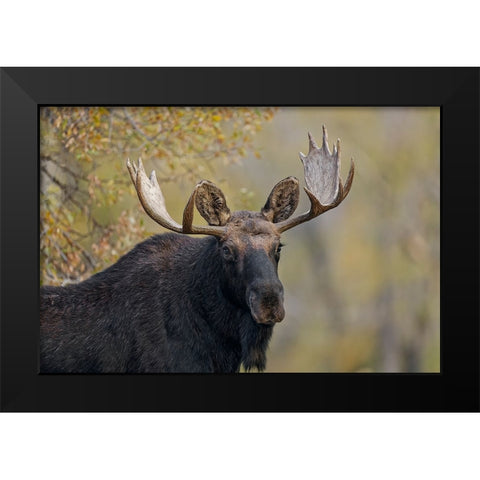 Bull moose-Grand Teton National Park-Wyoming Black Modern Wood Framed Art Print by Jones, Adam
