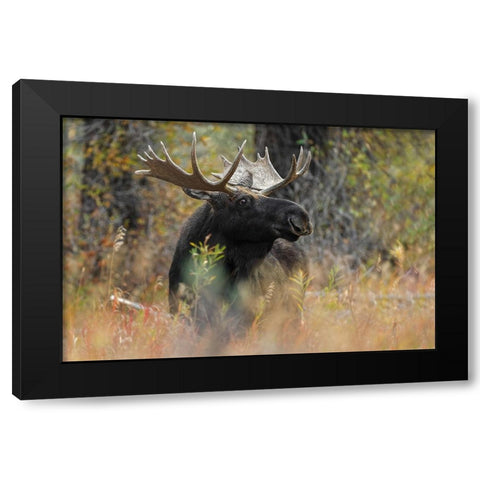Bull moose-Grand Teton National Park-Wyoming Black Modern Wood Framed Art Print with Double Matting by Jones, Adam