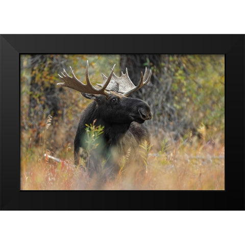 Bull moose-Grand Teton National Park-Wyoming Black Modern Wood Framed Art Print by Jones, Adam