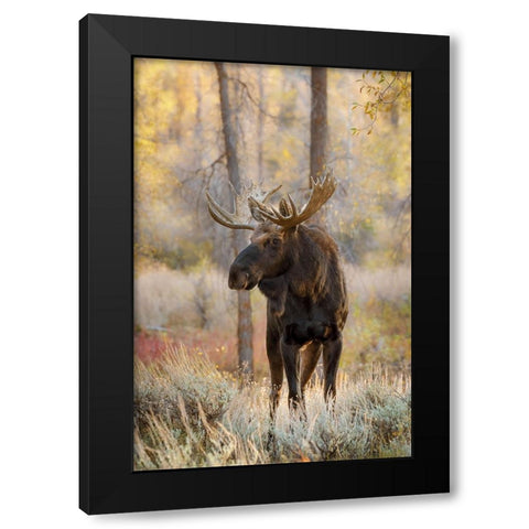Bull moose in autumn-Grand Teton National Park-Wyoming Black Modern Wood Framed Art Print by Jones, Adam