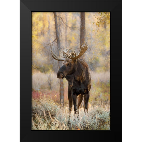 Bull moose in autumn-Grand Teton National Park-Wyoming Black Modern Wood Framed Art Print by Jones, Adam