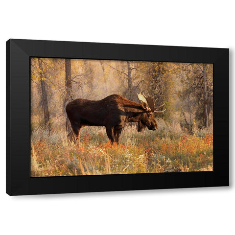 Bull moose in autumn-Grand Teton National Park-Wyoming Black Modern Wood Framed Art Print by Jones, Adam