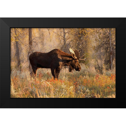 Bull moose in autumn-Grand Teton National Park-Wyoming Black Modern Wood Framed Art Print by Jones, Adam