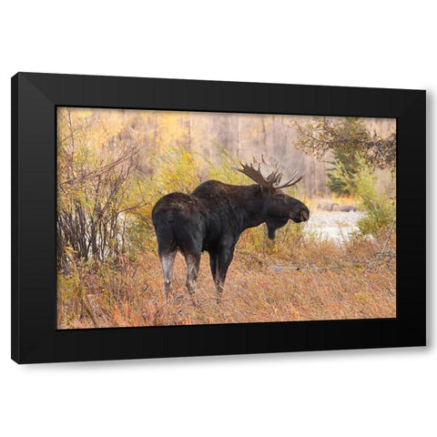 Bull moose in autumn-Grand Teton National Park-Wyoming Black Modern Wood Framed Art Print by Jones, Adam