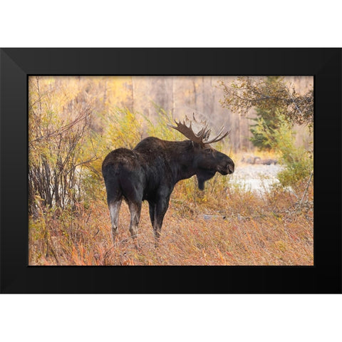 Bull moose in autumn-Grand Teton National Park-Wyoming Black Modern Wood Framed Art Print by Jones, Adam