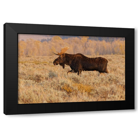 Bull moose in autumn-Grand Teton National Park-Wyoming Black Modern Wood Framed Art Print by Jones, Adam