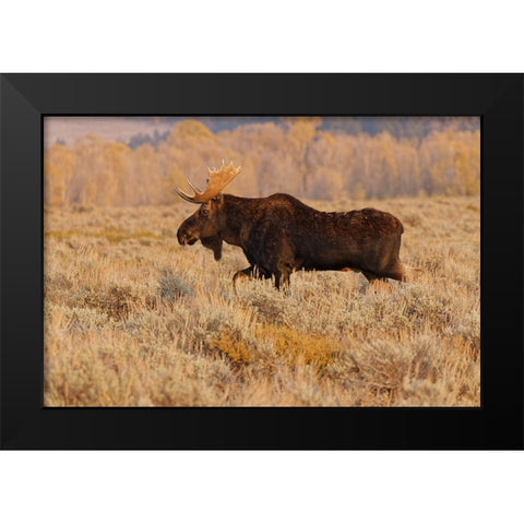 Bull moose in autumn-Grand Teton National Park-Wyoming Black Modern Wood Framed Art Print by Jones, Adam