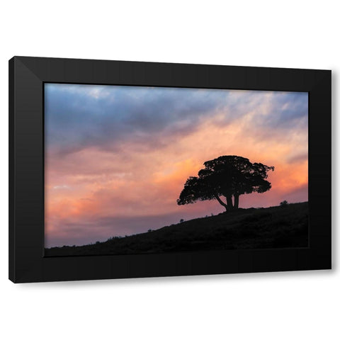 Single tree silhouetted at sunrise-Yellowstone National Park-Wyoming Black Modern Wood Framed Art Print by Jones, Adam