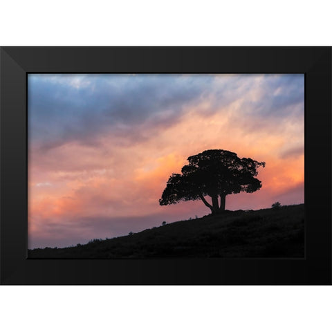 Single tree silhouetted at sunrise-Yellowstone National Park-Wyoming Black Modern Wood Framed Art Print by Jones, Adam