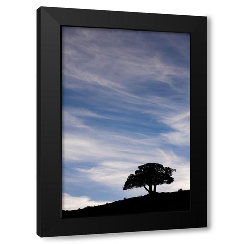Single tree silhouetted at sunrise-Yellowstone National Park-Wyoming Black Modern Wood Framed Art Print by Jones, Adam