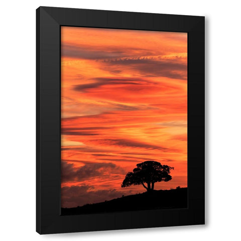 Single tree silhouetted at sunrise-Yellowstone National Park-Wyoming Black Modern Wood Framed Art Print by Jones, Adam