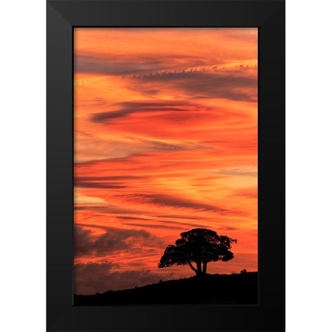 Single tree silhouetted at sunrise-Yellowstone National Park-Wyoming Black Modern Wood Framed Art Print by Jones, Adam