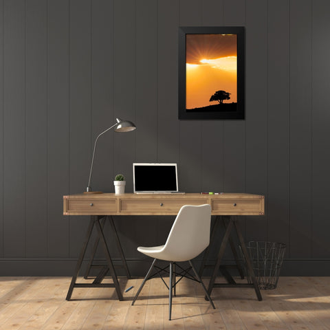 Single tree silhouetted at sunrise-Yellowstone National Park-Wyoming Black Modern Wood Framed Art Print by Jones, Adam