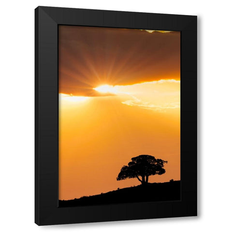 Single tree silhouetted at sunrise-Yellowstone National Park-Wyoming Black Modern Wood Framed Art Print by Jones, Adam