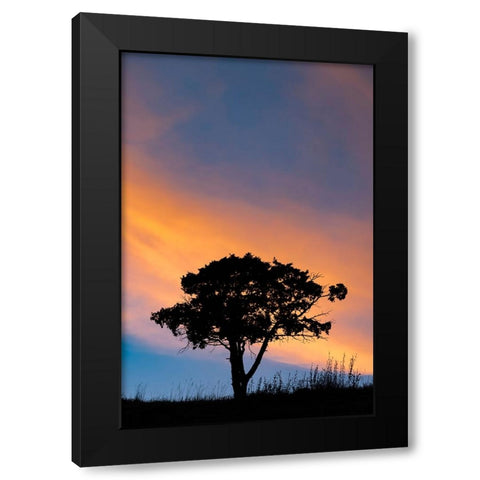 Single tree silhouetted at sunrise-Yellowstone National Park-Wyoming Black Modern Wood Framed Art Print by Jones, Adam