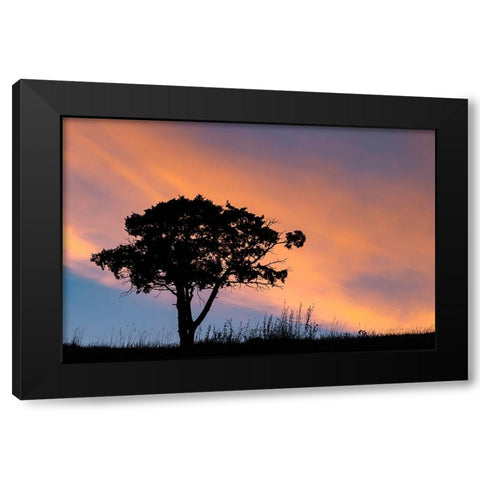 Single tree silhouetted at sunrise-Yellowstone National Park-Wyoming Black Modern Wood Framed Art Print by Jones, Adam